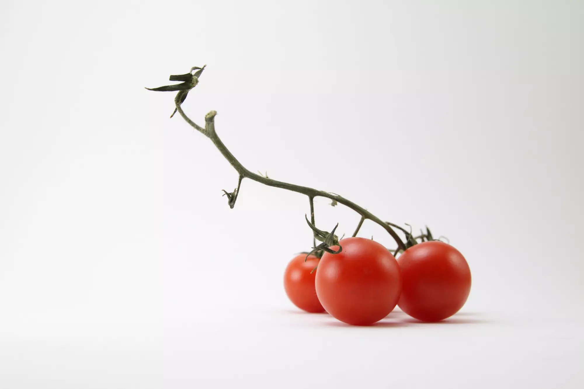 방울토마토의 이미지